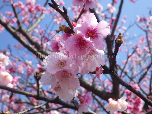 Pingjing St. Lane 42 cherry blossoms