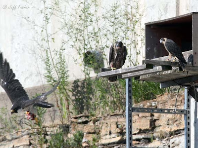 Peregrine Falcons at the Nest
