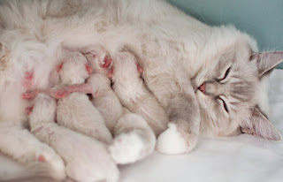 7 Cara Merawat Induk Kucing Setelah Melahirkan