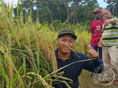 Prof. Ali Zum Mashar... Padi Trisakti dg Migo yang ditanam Orang Papua Asli 