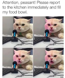 Cute kitten cat memes face