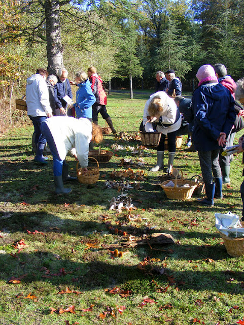 Participants on a fungi foray laying out the specimens collected to be identified.  Indre et Loire, France. Photographed by Susan Walter. Tour the Loire Valley with a classic car and a private guide.