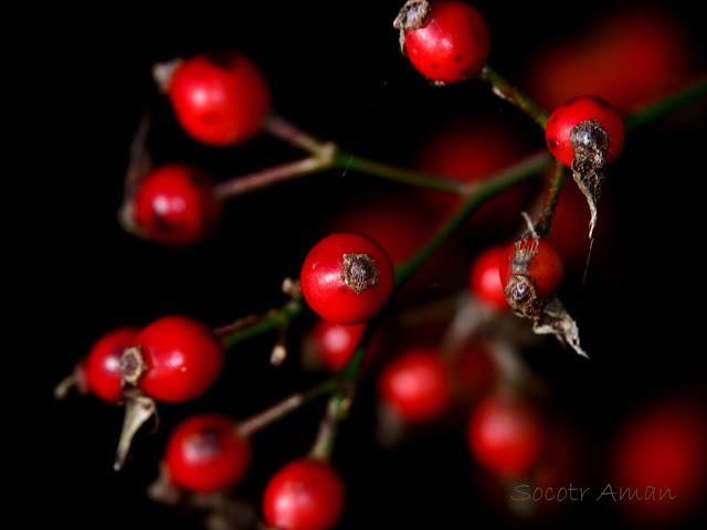 Rosa multiflora