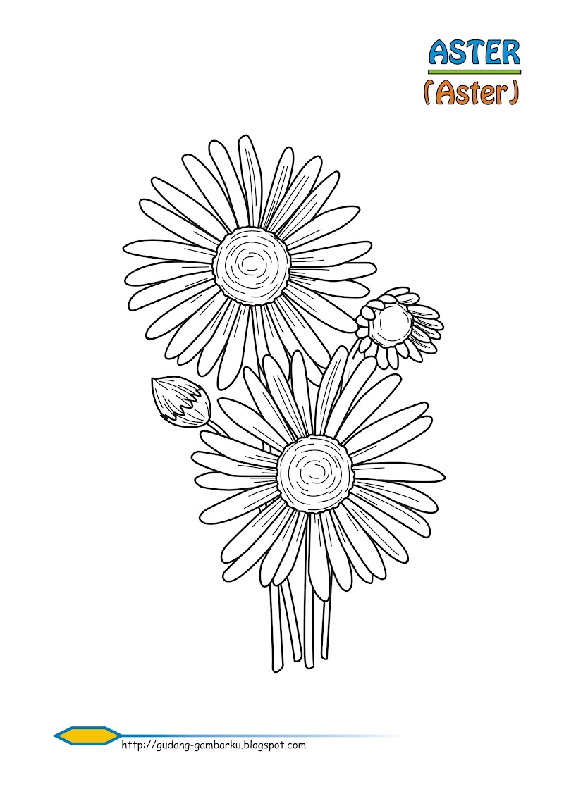 25+ Sketsa Bunga Daisy, Yang Terbaru!