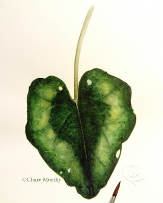 cyclamen leaf painting in watercolour