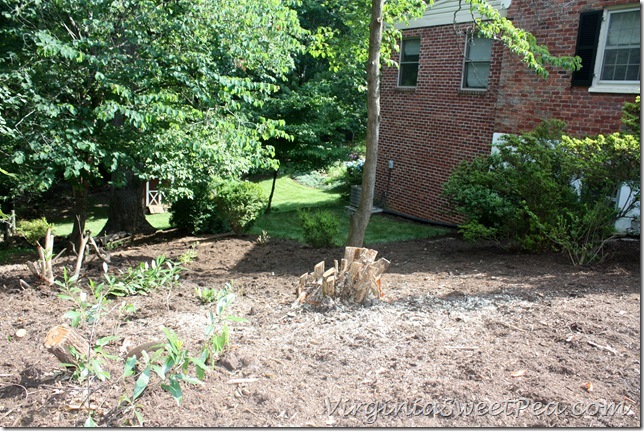 Renovated Shrubs