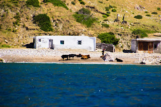 Vacas en la Playa Marruecos