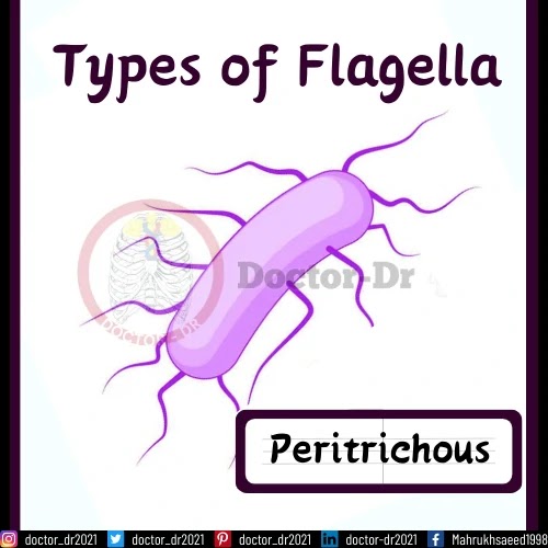 Bacterial flagella arrangement - Peritrichous