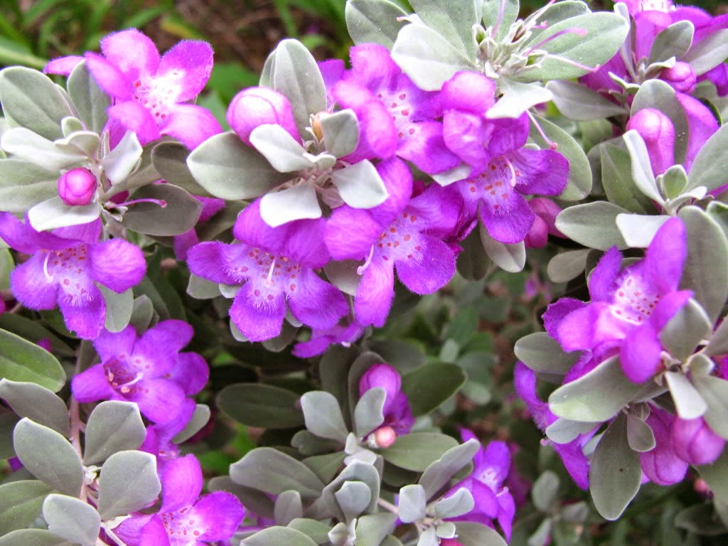 Folha-de-prata ou Leucophyllum frutescens Chuva-de-prata, Sálvia-do-texas