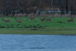 Wildlifefotografie Rehe Rotwild Naturfotografie Lippeaue Olaf Kerber