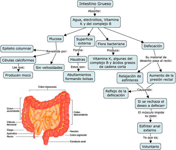 Mapa conceptual del intestino grueso