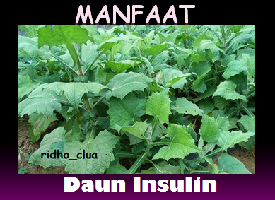 Manfaat Daun  Insulin  Dan Cara Penggunaannya