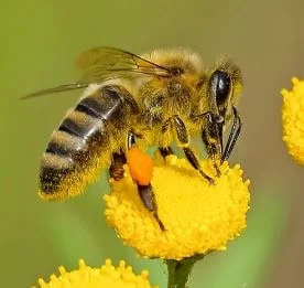 ماذا يفعل النحل في الشتاء؟ هل النحل يسبت؟