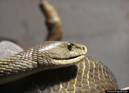 Venomous Snakes