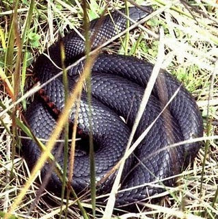 black snake large