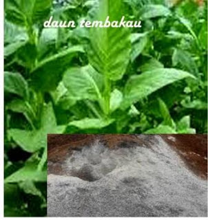 4 OBAT ALAMI DAUN CABE KERITING BUATAN SENDIRI