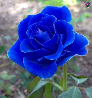 Picture of blue rose flower - Picture of blue rose flower - Rose flower picture download - Different color rose flower picture download - rose flower - NeotericIT.com