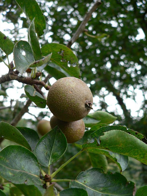 Груша Коржинского (Pyrus korshinskyi)