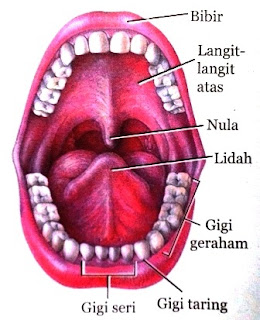 Struktur dan Fungsi Organ Pencernaan Utama dan Tambahan Pada Sistem Pencernaan Manusia