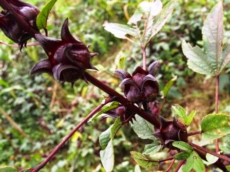  Khasiat  Bunga  Rosella  Hitam Untuk  Kesehatan  Dr Herbal