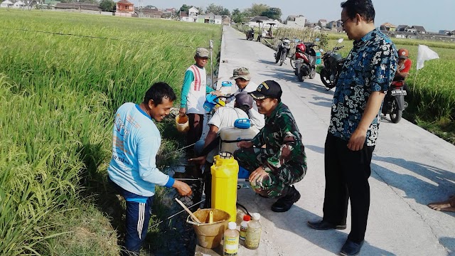 BABINSA DAMPINGI PENYEMPROTAN HAMA WERENG DI DUKUH PLUMBON MOJOLABAN