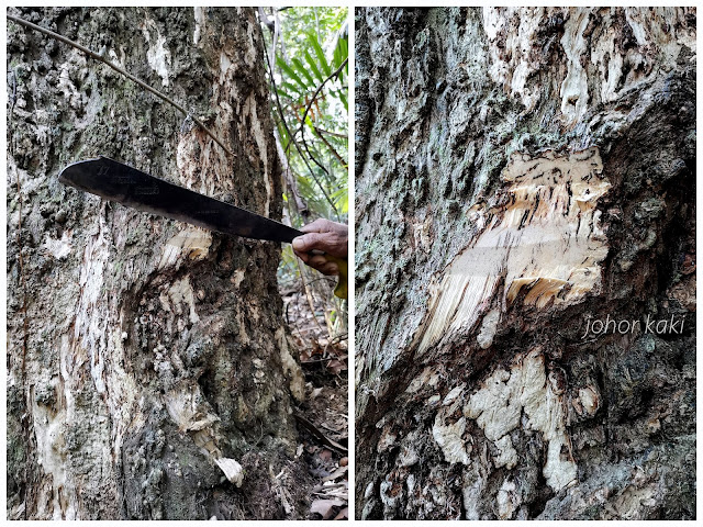 Wild Agarwood in Bangka Indonesia. King of Incense, Scent from Heaven