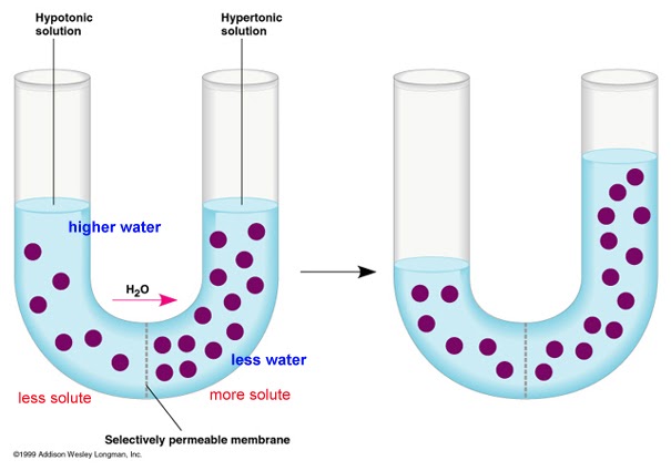 Biologi: Proses Difusi dan Osmosis