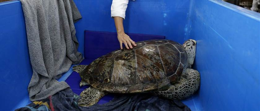 25 years old Sea Turtle With Stomachache Has Surgery to Remove 915 Coins