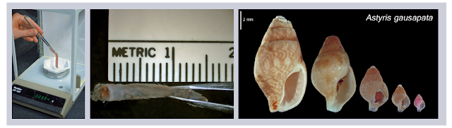 Measuring benthos in the lab