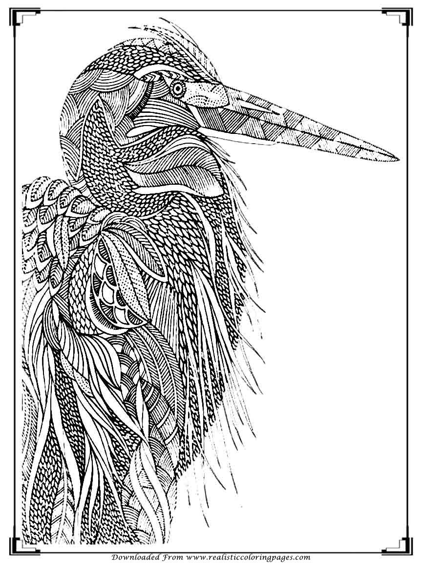 Printable Birds Coloring Pages For Adults  Realistic Coloring Pages