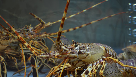 Menikmati Kelezatan Lobster Goreng di Rumah Makan Pantai Pasir Putih Aceh Selatan