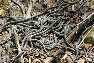 Snake Island, Brazil