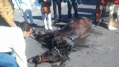 Caballos bajo el sol al límite de la deshidratación en Palma de Mallorca