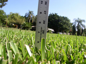 yard with a yard stick to measure the lenth of grass