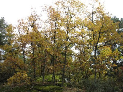 Stand of Quercus pyrenaica trees