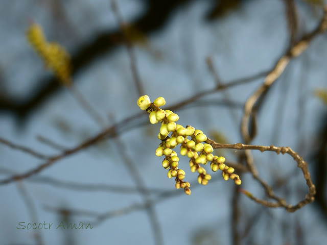 Stachyurus praecox