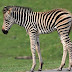 Zookeepers Save Baby Zebra  ผู้ดูแลสวนสัตว์ช่วยชีวิตลูกม้าลาย