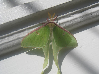 [最も選択された] luna moth tattoo meaning 202827-Lunar moth tattoo meaning