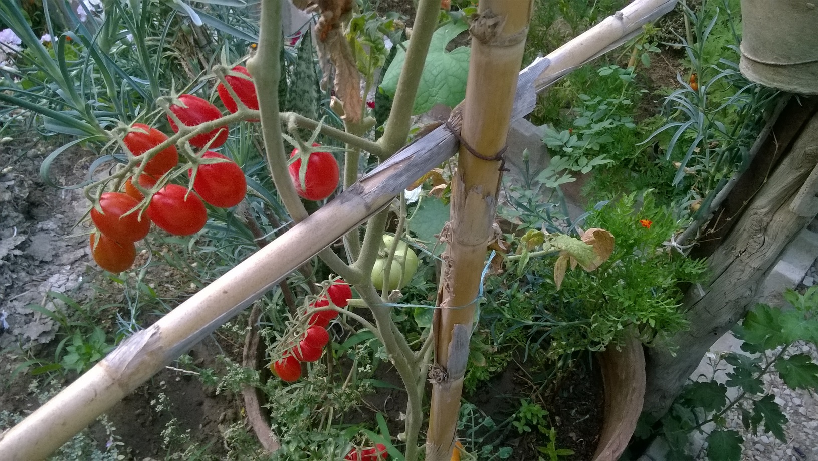 MY ORGANIC TOMATOES