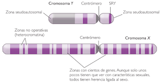 Resultado de imagen para dimorfismo sexual  cerebral sexo genetico gonadal fenotipico