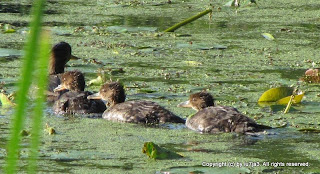 Hooded Merganser and Ducklings