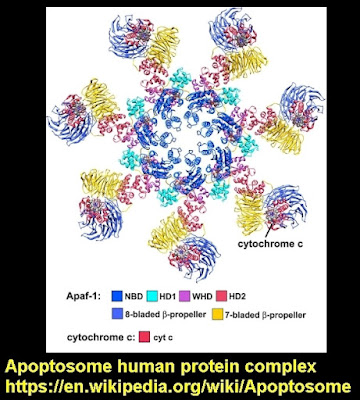 protein complex