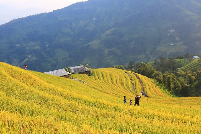 The Ripe Rice Route In Hoang Su Phi In October