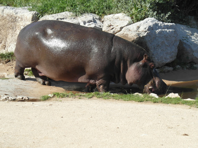 VISITE À PAS DE LOUP AU ZOO DE LA BARBEN