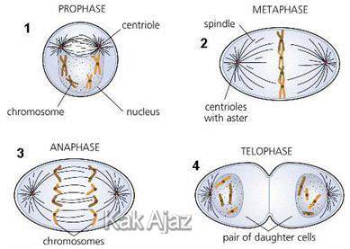 Tahapan pembelahan mitosis, profase, metafase, anafase, dan telofase