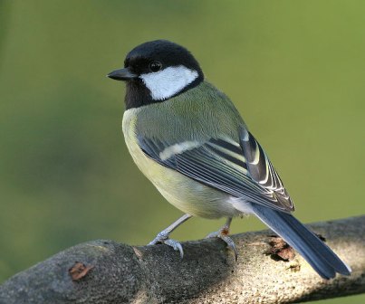 Curiosidades sobre animais vertebrados Pássaro