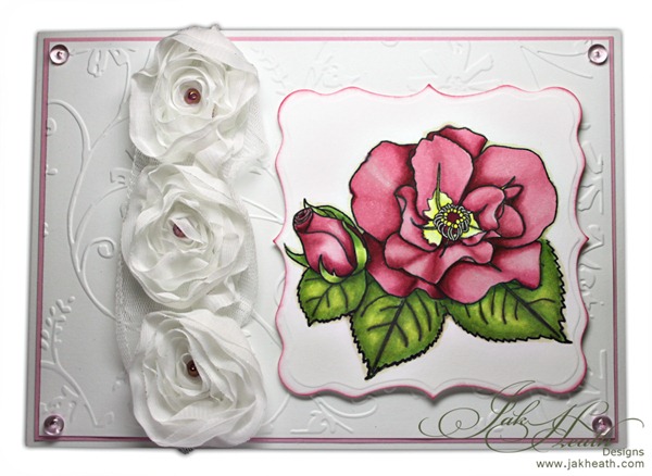 roses in bloom