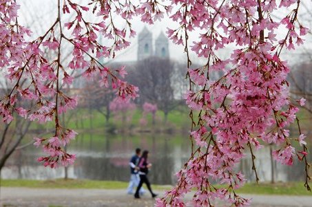 Newark's Cherry Blossom
