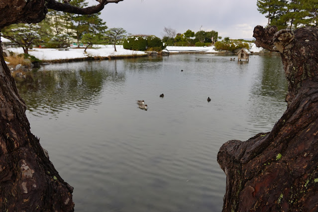 鳥取県米子市西町 湊山公園 池のマガモ