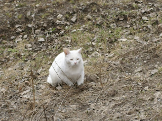 Chat blanc - Animal de compagnie